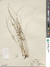 Juncus filiformis image