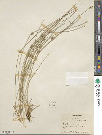 Juncus filiformis image