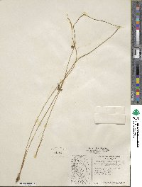 Juncus filiformis image