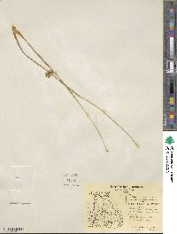 Juncus filiformis image