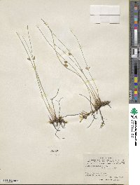 Juncus filiformis image