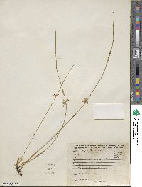 Juncus filiformis image