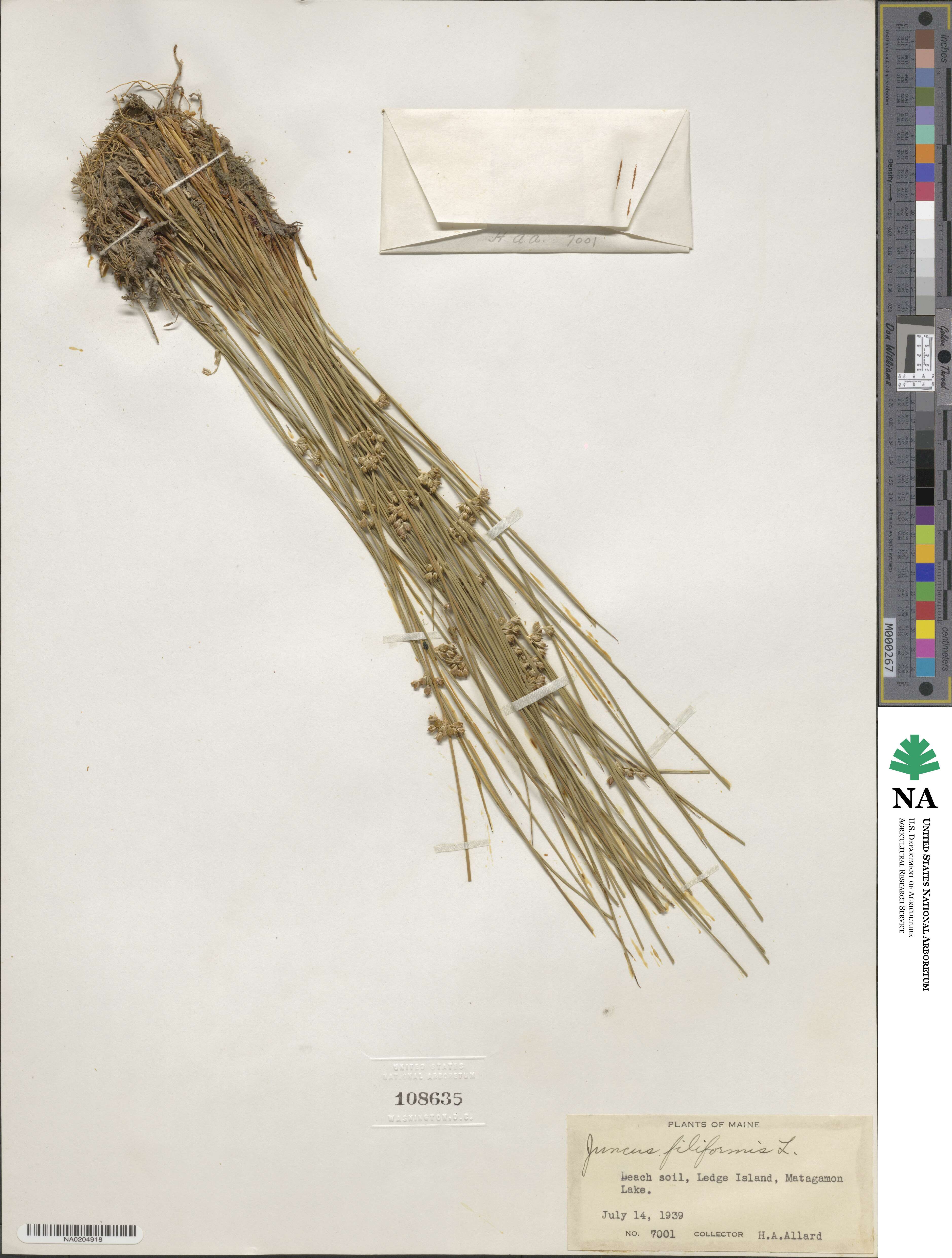 Juncus filiformis image