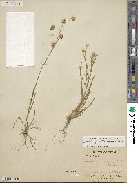 Juncus filipendulus image