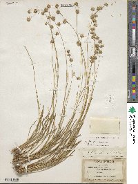 Juncus filipendulus image