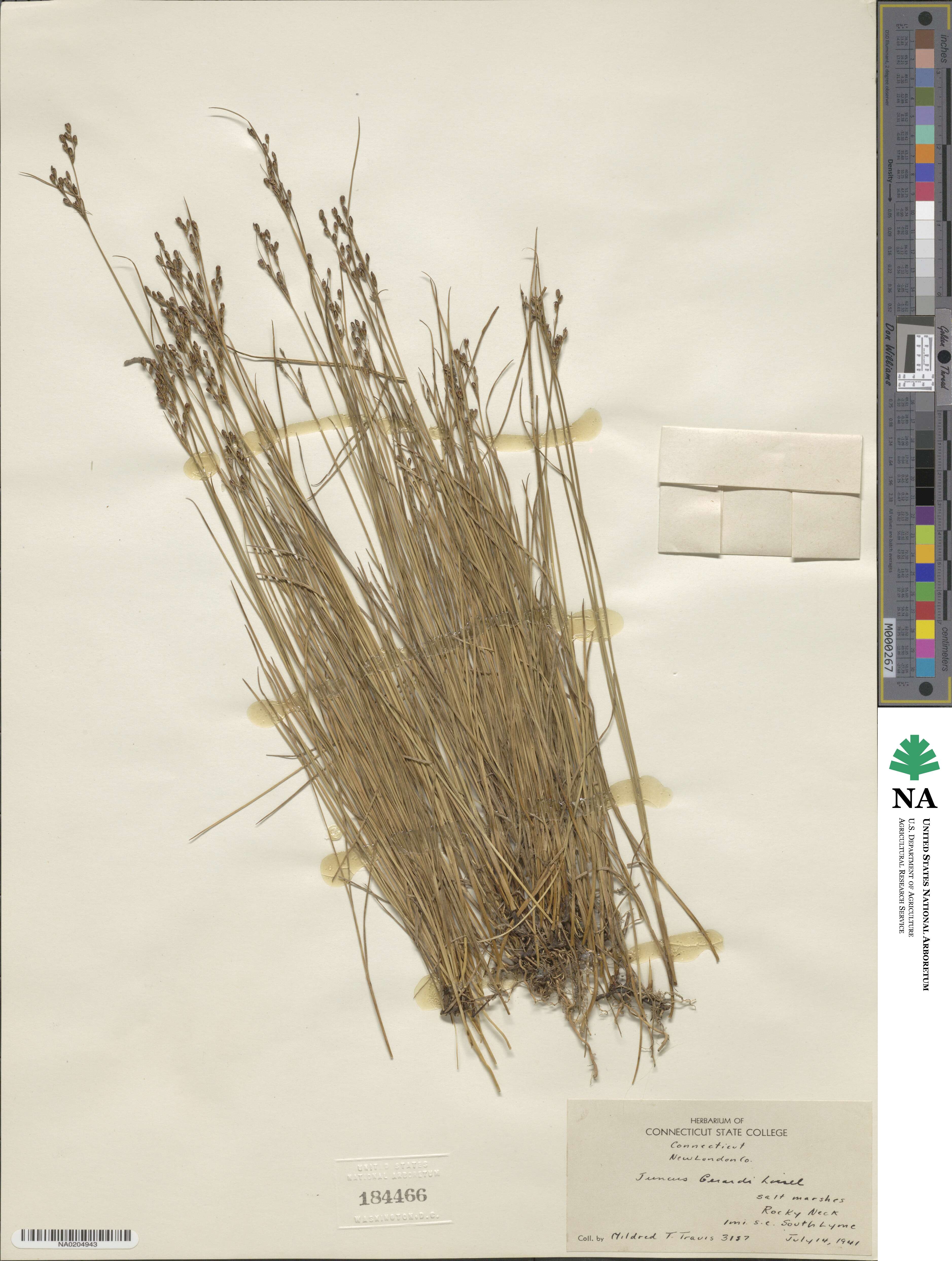 Juncus gerardi image