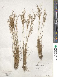 Juncus georgianus image