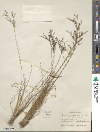 Juncus georgianus image