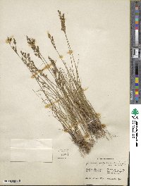 Juncus georgianus image