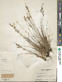 Juncus georgianus image