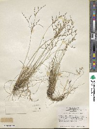 Juncus georgianus image