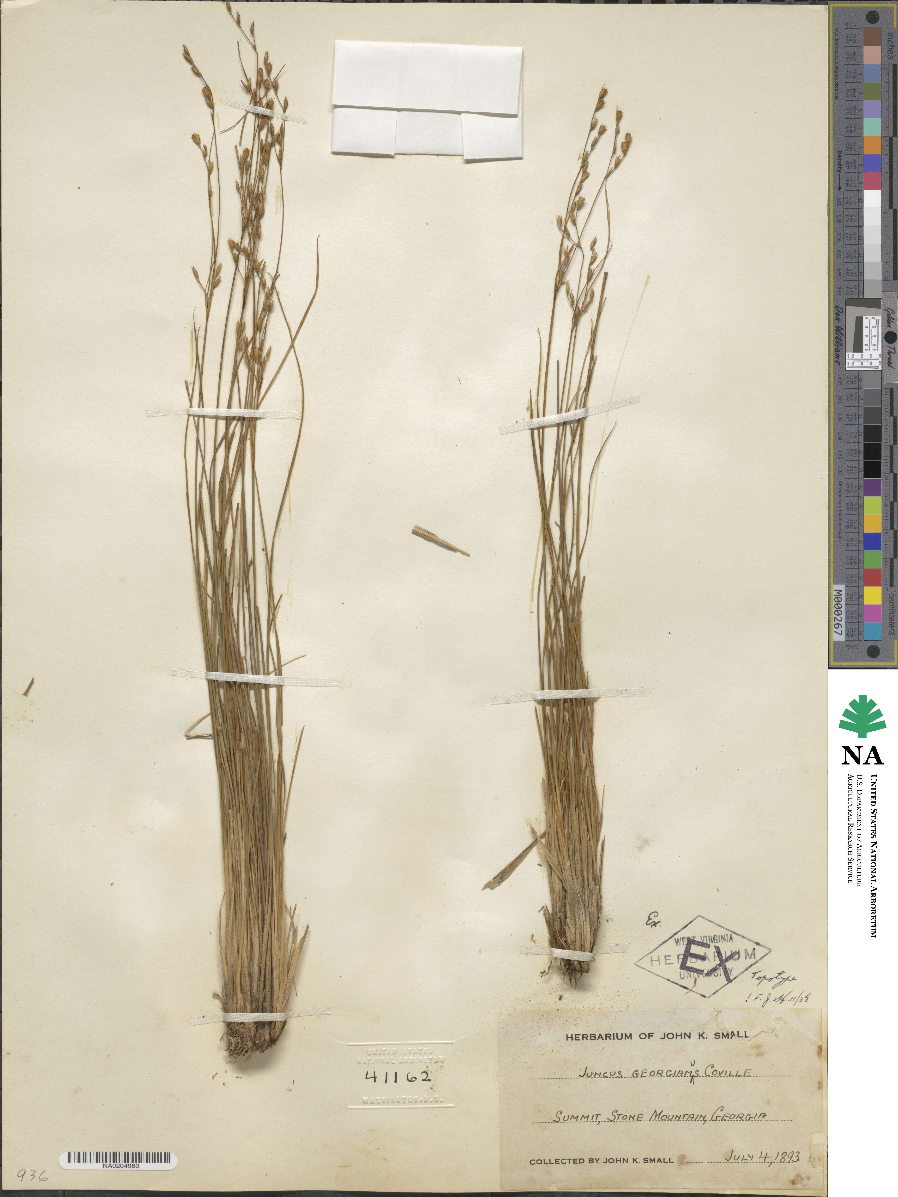 Juncus georgianus image