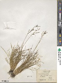 Juncus georgianus image