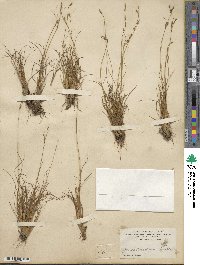 Juncus georgianus image