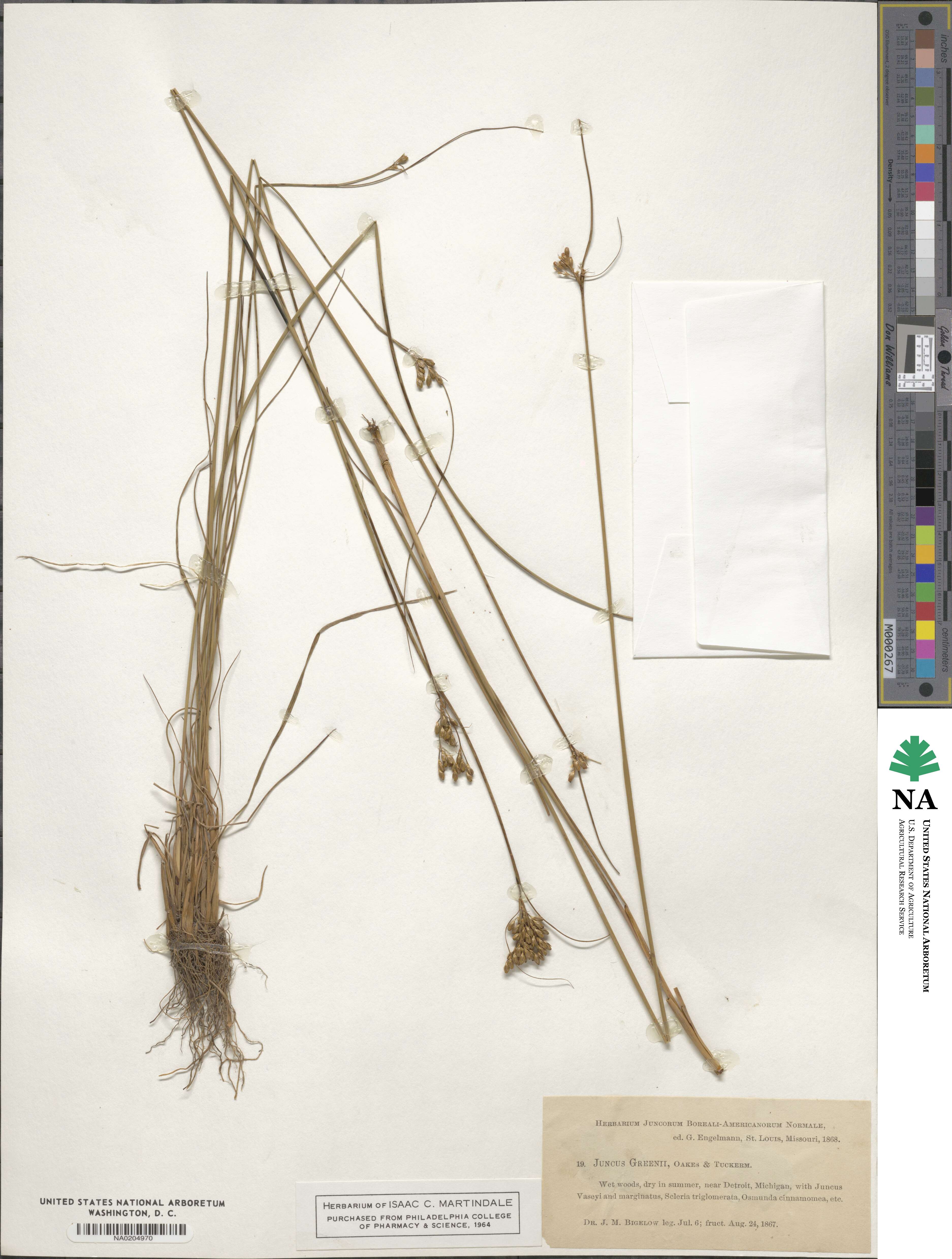 Juncaceae image