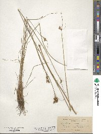 Juncus greenei image