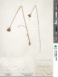 Juncus greenei image