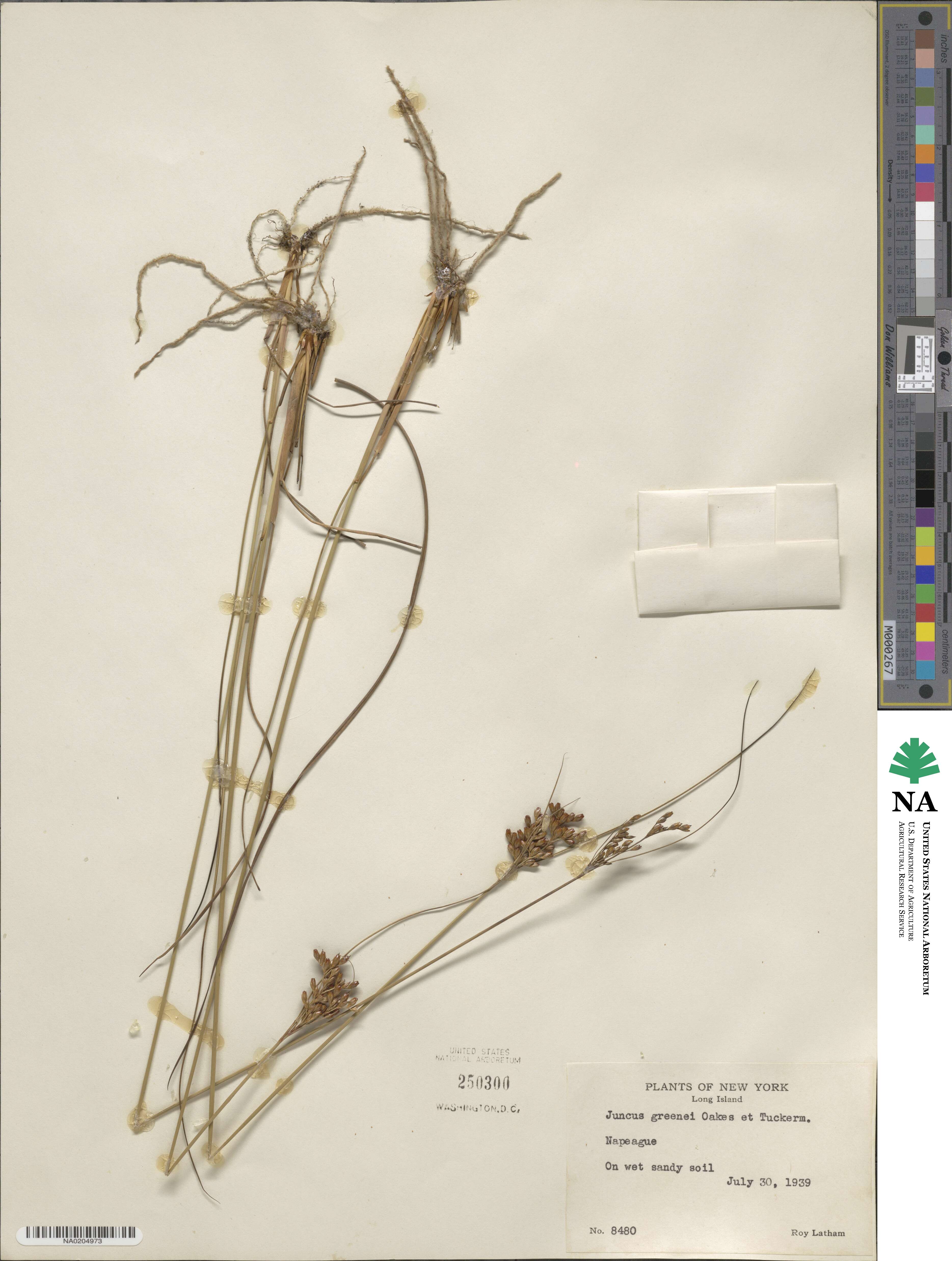 Juncus greenei image