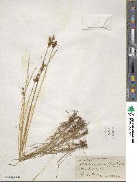 Juncus greenei image