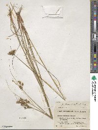 Juncus greenei image