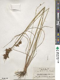 Juncus greenei image