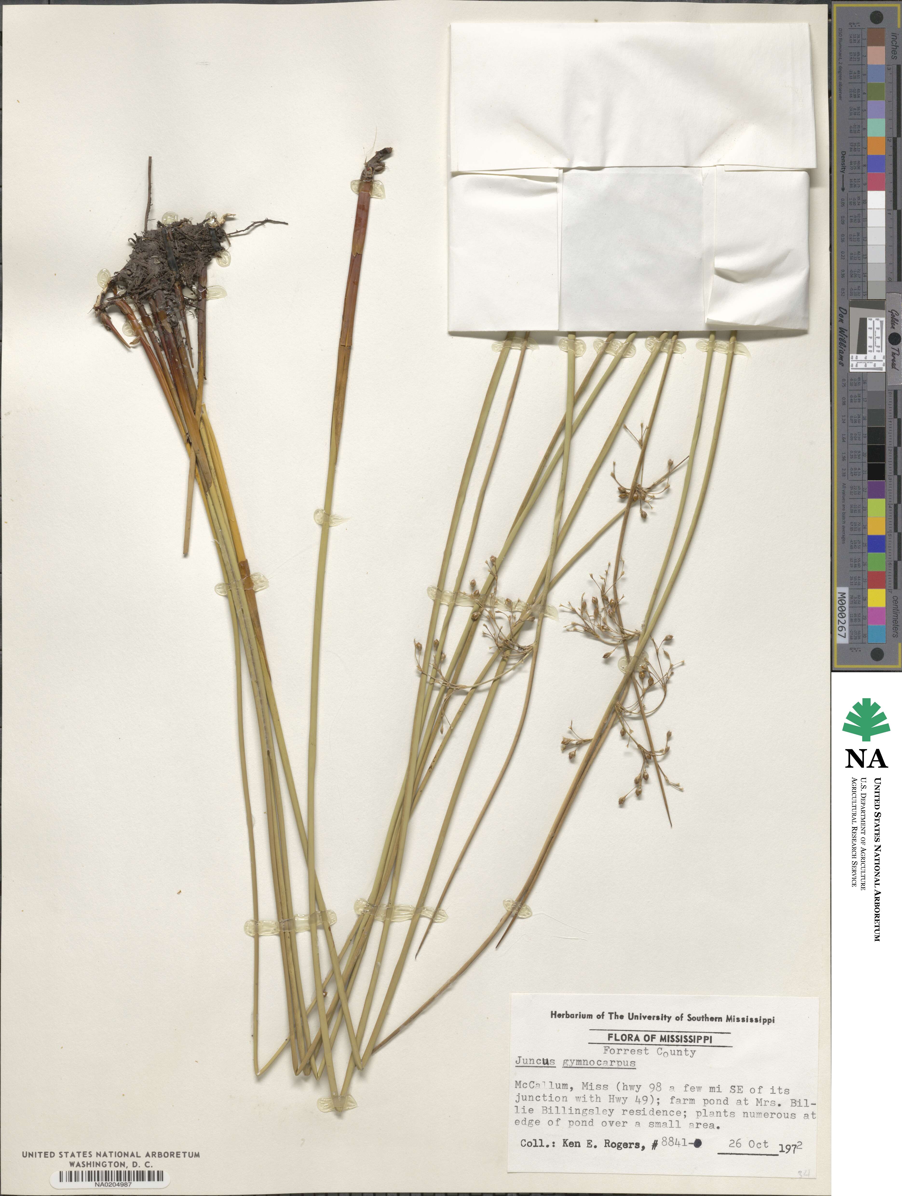 Juncus gymnocarpus image