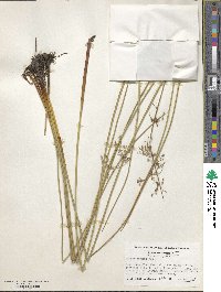 Juncus gymnocarpus image