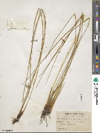 Juncus gymnocarpus image