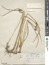 Juncus haenkei image