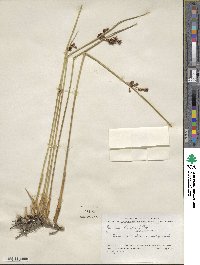 Juncus haenkei image