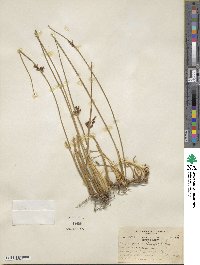 Juncus haenkei image