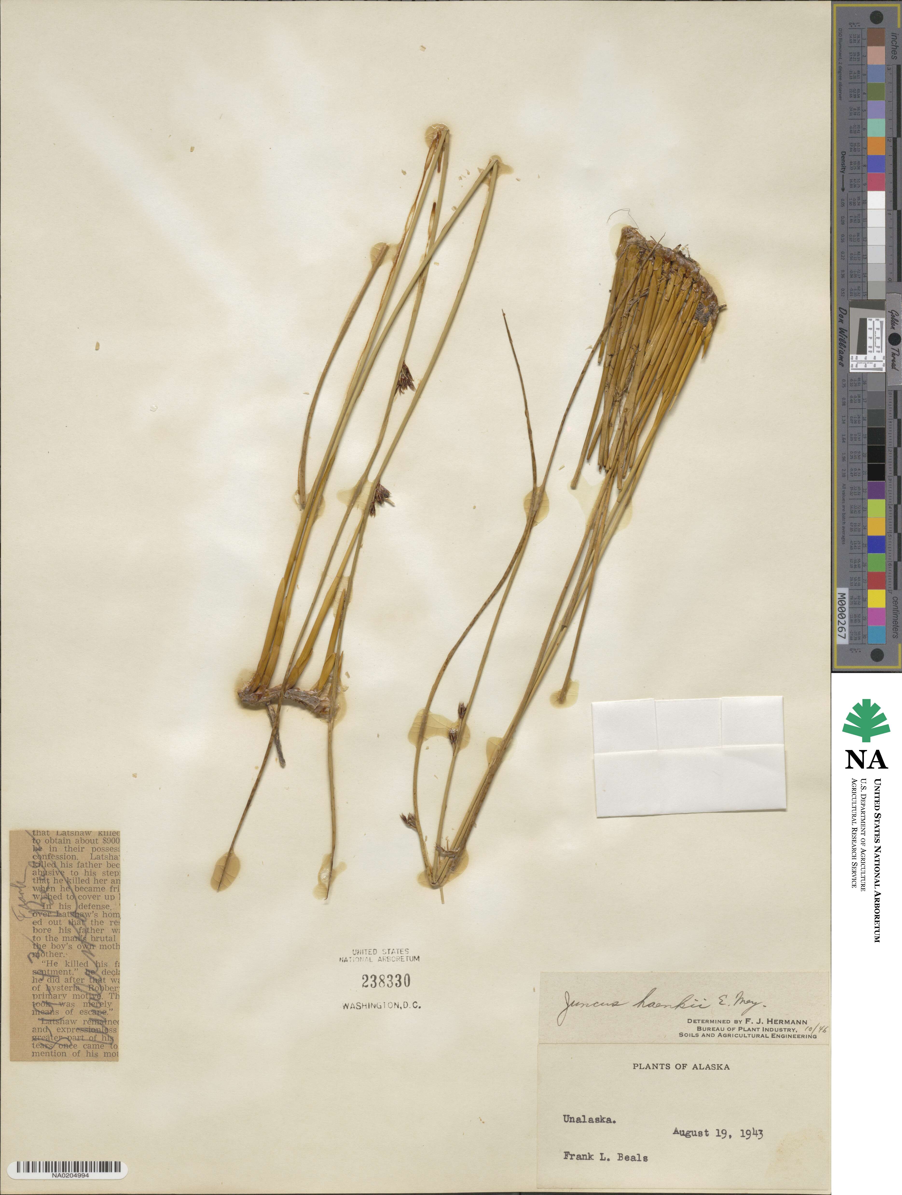 Juncus haenkei image