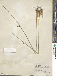 Juncus haenkei image