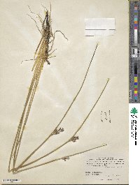 Juncus haenkei image
