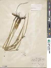 Juncus haenkei image