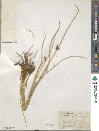 Juncus haenkei image