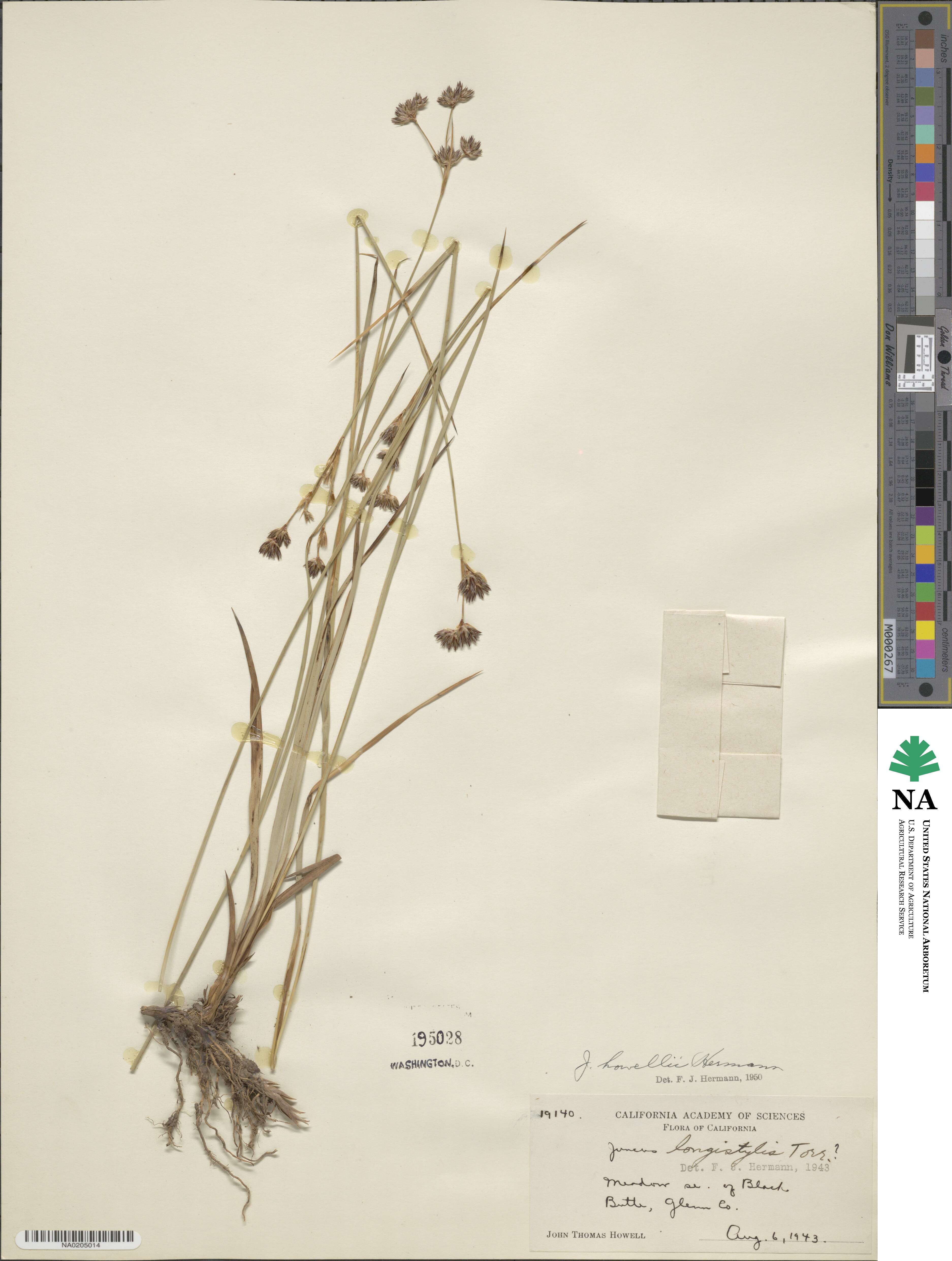 Juncus howellii image