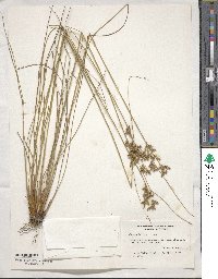 Juncus interior image