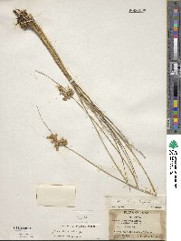 Juncus interior image