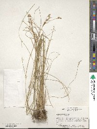 Juncus interior image