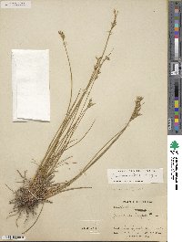 Juncus interior image