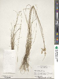 Juncus interior image