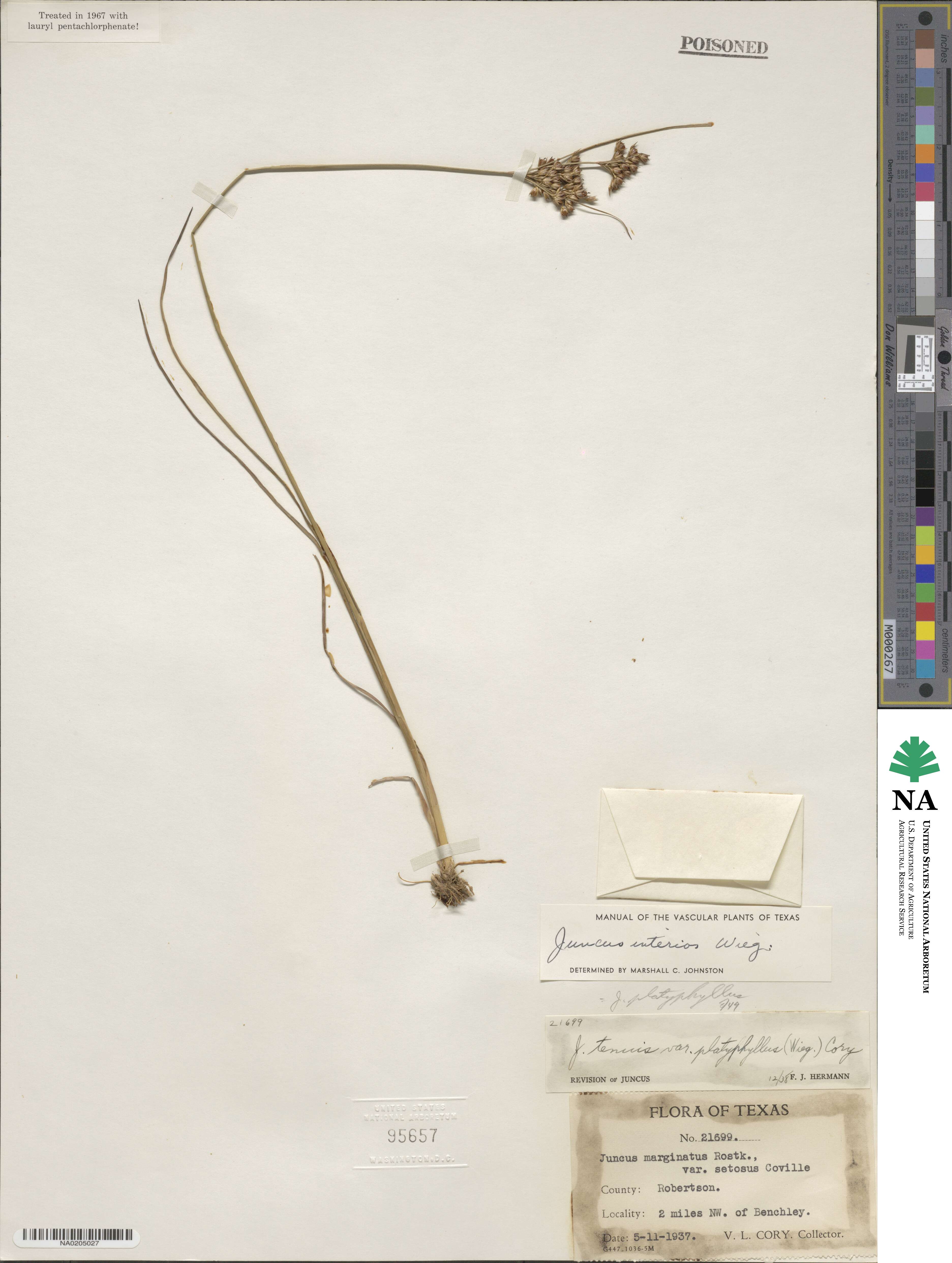 Juncus interior image