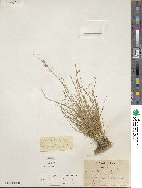 Juncus interior image