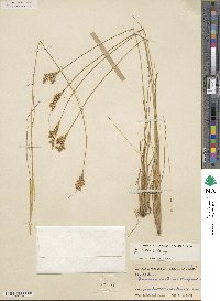 Juncus interior image