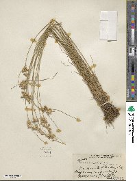 Juncus interior image