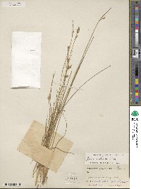 Juncus interior image