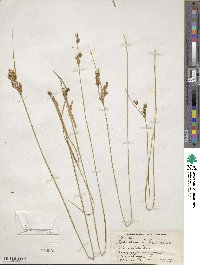 Juncus interior image