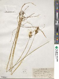 Juncus interior image