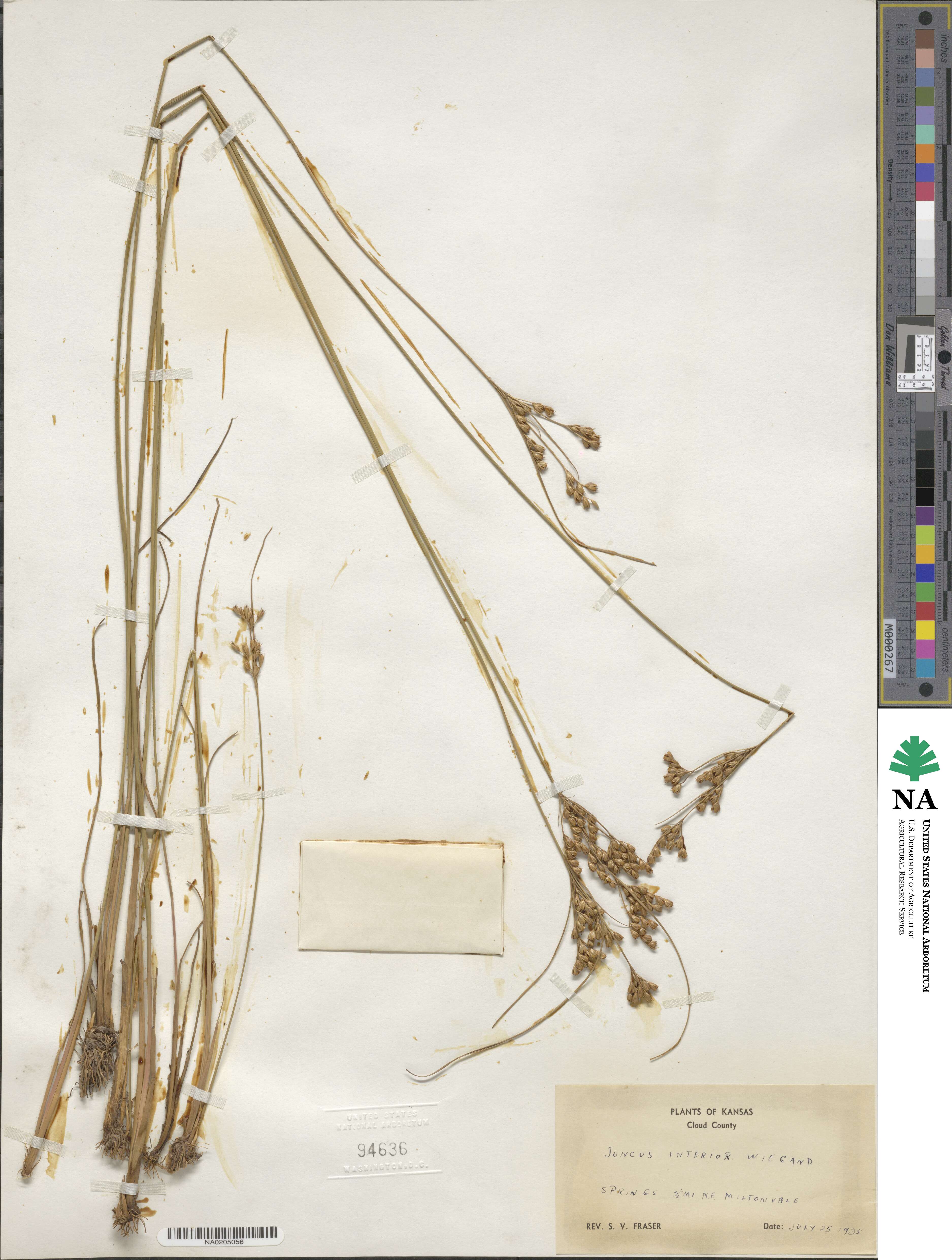 Juncus interior image